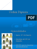 Orden Diptera