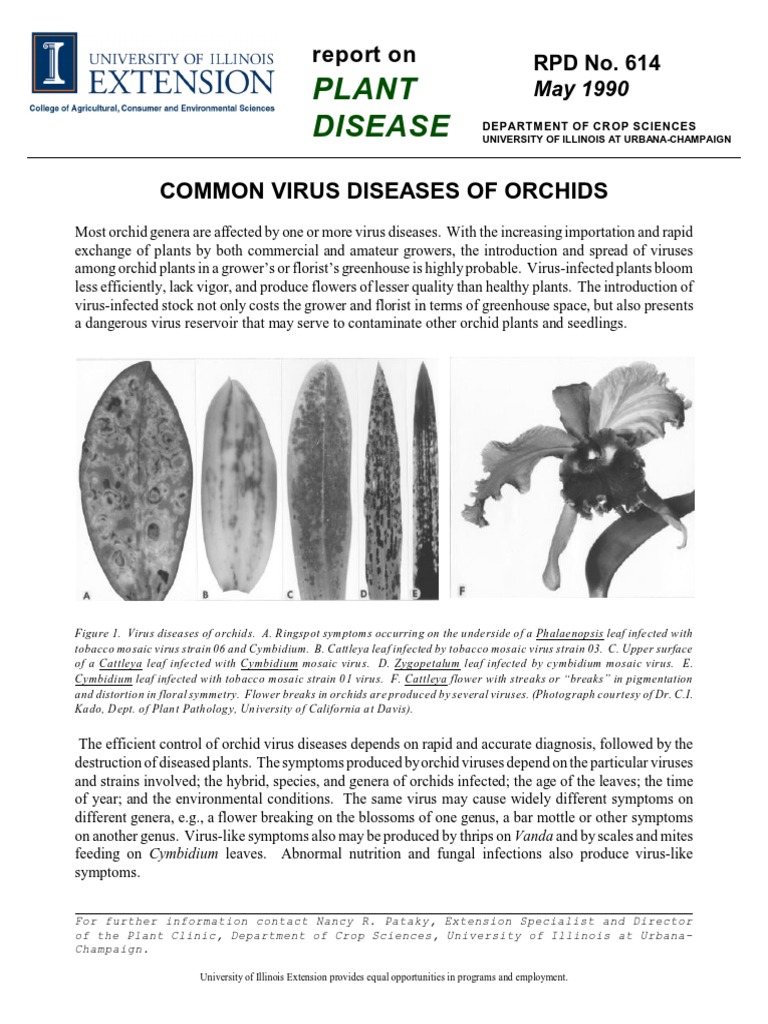 Common Virus Diseases of Orchids Virus Flowers