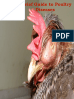 A Brief Guide To Poultry Diseases Management