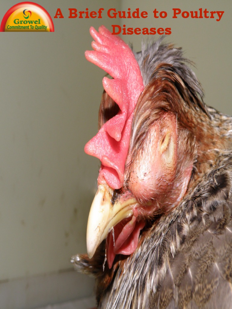 Poultry Disease Management Guide | PDF | Infection | Vaccines