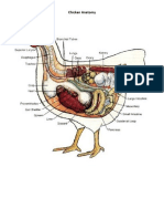 Chicken Anatomy
