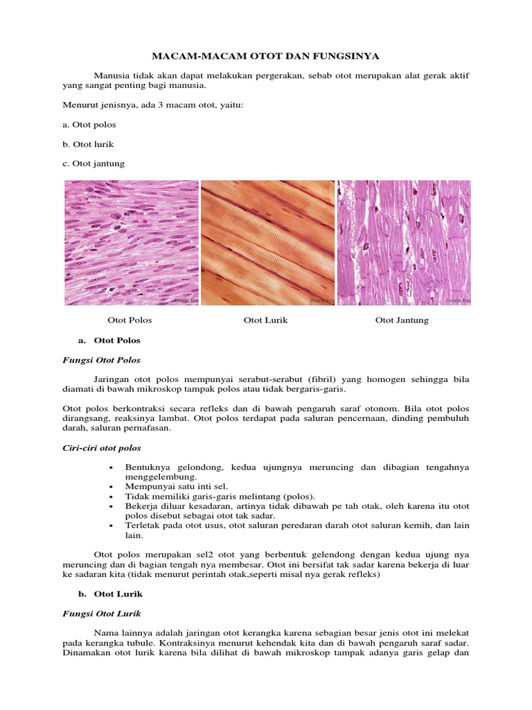 Macam Macam Otot