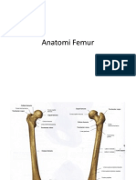 Anatomi Femur