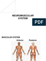 Muscularsystem 100913110623 Phpapp02