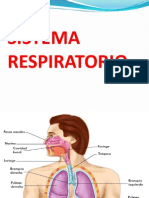 Sistema Respiratorio