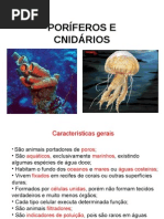 poriferos_cnidarios_2m