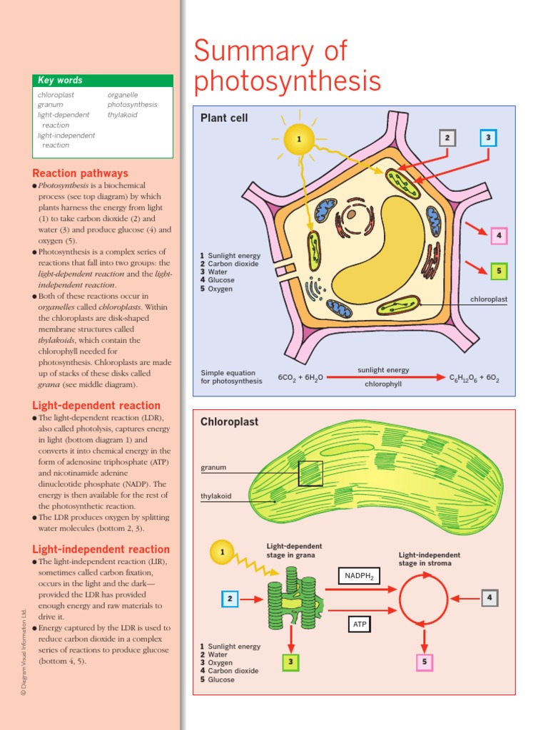 Photosynthesis Process Explained | PDF | Wellness