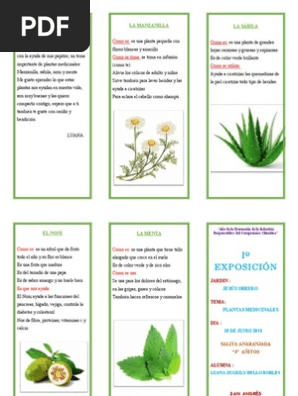 Triptico Plantas Medicinales