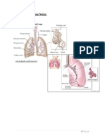 Animal Histology - Respiratory Notes