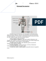 Sistemul Locomotor