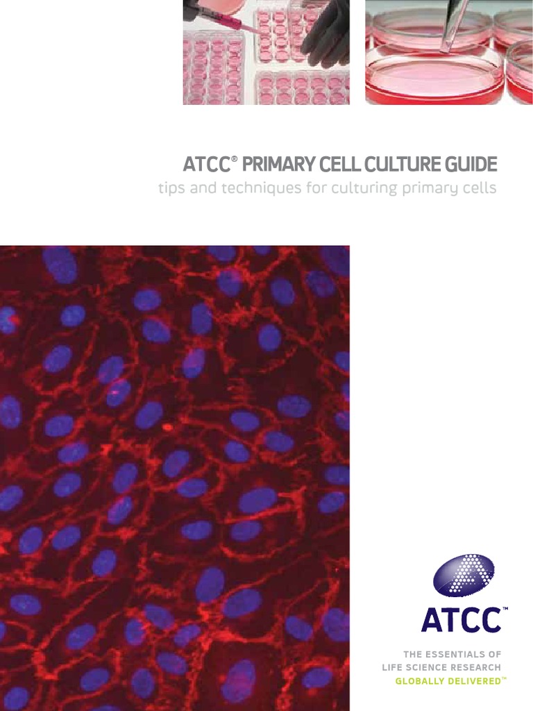 master thesis cell culture