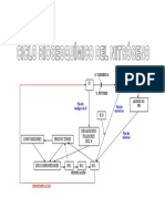 ciclo del nitrogeno