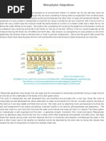 Mesophytes Adaptations _ Plant Water Balance