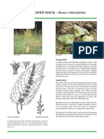 BROAD-LEAVED DOCK - Rumex Obtusifolius: Young Plant