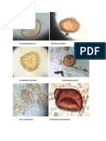Gambar Ujian Praktikum Polen Dan Spora