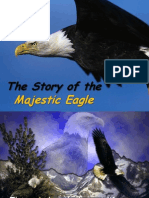 Eagle Rebirth