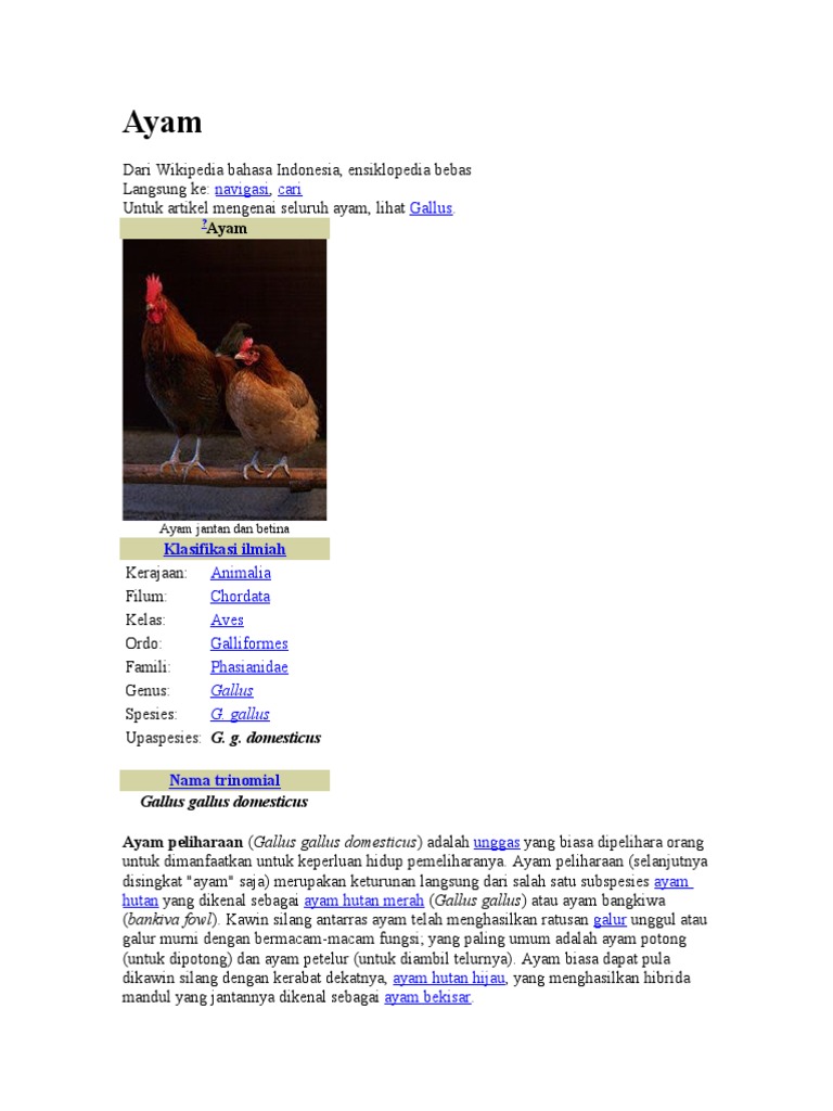 Ayam