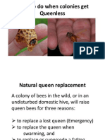 What To Do When Bee Colonies Gets Queenless