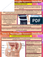 Tema 11 Reproduccion Humana