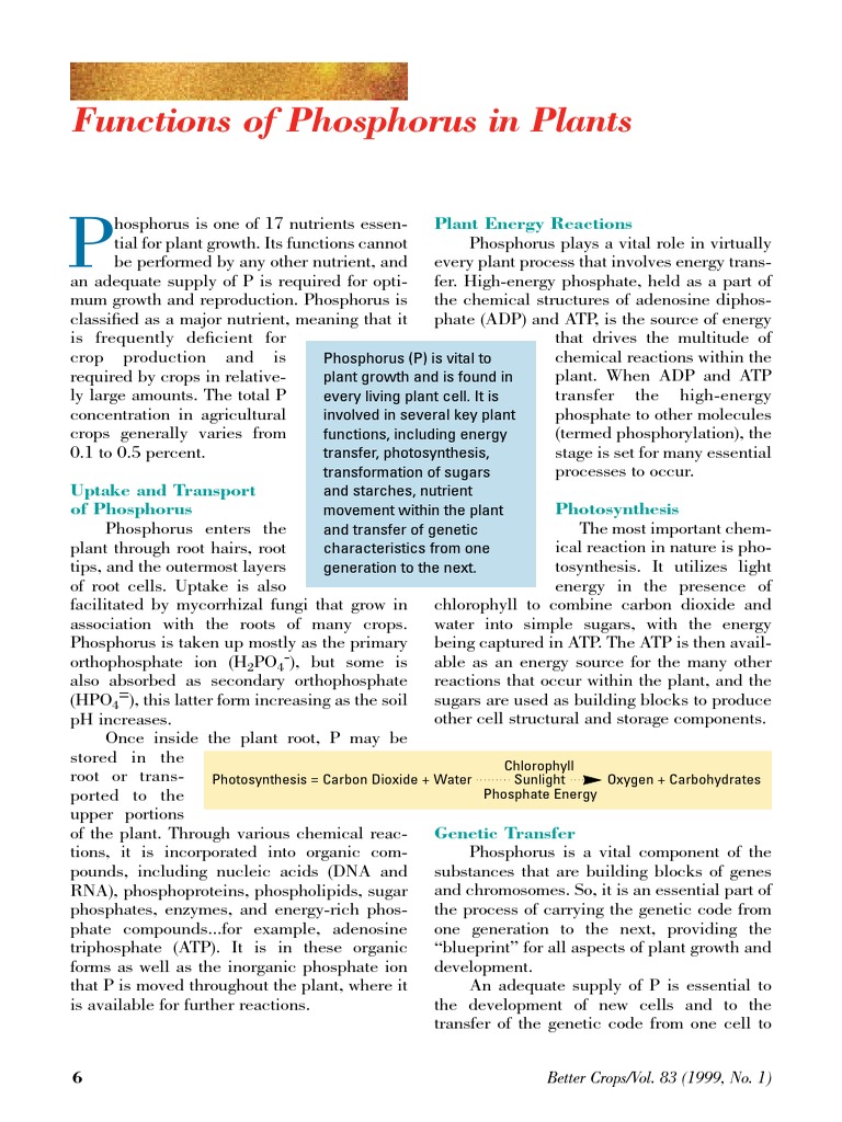 Functions of Phosphorus in Plants Adenosine Triphosphate
