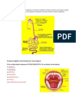 Aparato Digestivo