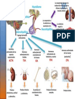 Hormonas de La Corteza Suprarrenal