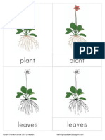 Plant Plant: Botany Nomenclature Set - D'nealian