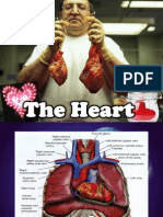 Cardio-Anatomy review