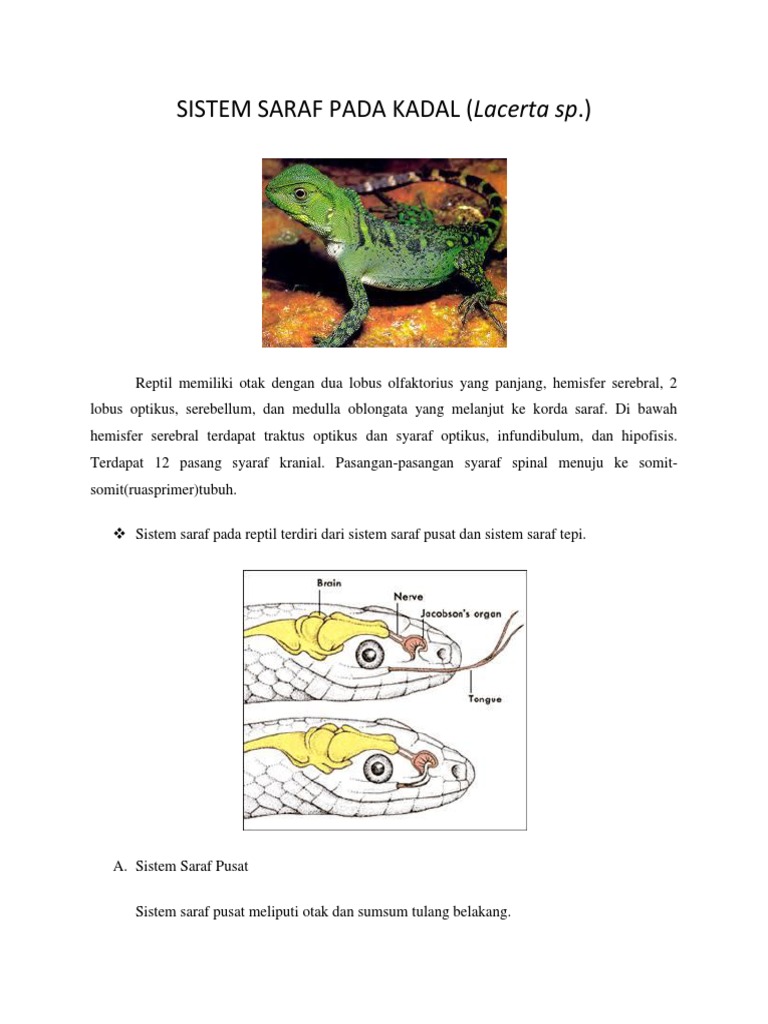 Sistem Saraf Pada Kadal | PDF