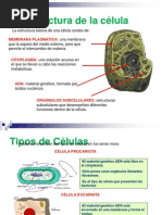 Nucleo Cromosomas y Genes