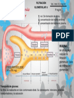 Presiones Entre Glomerulo y Capilar