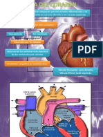 Corazon Estructura