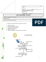 Guia de Aprendizaje Javiera Delafiori Fotosintesis 6to Basico