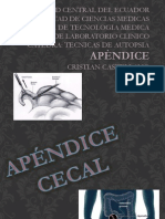 Apendice Cecal