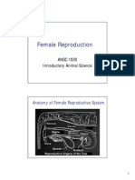 Female Reproduction: ANSC 1000 Introductory Animal Science