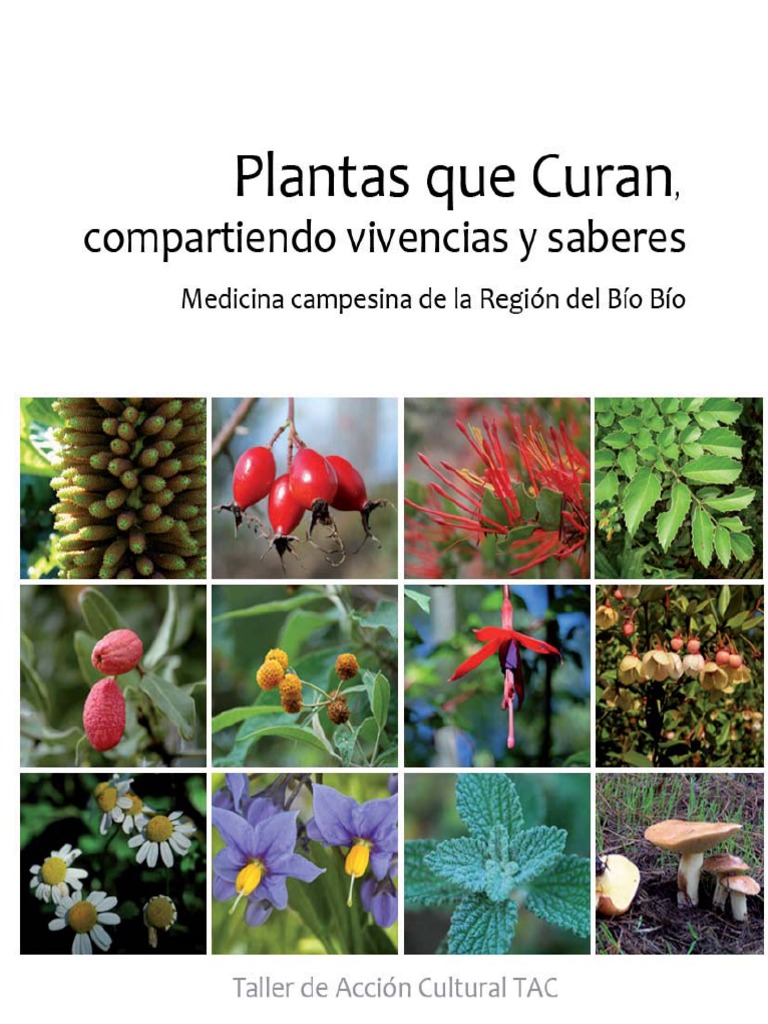 Plantas Que Curan | Medicinal Plants | Forests
