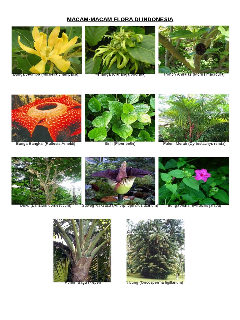Download 980 Koleksi Gambar Flora Asiatis Australis Dan Peralihan Paling Baru 