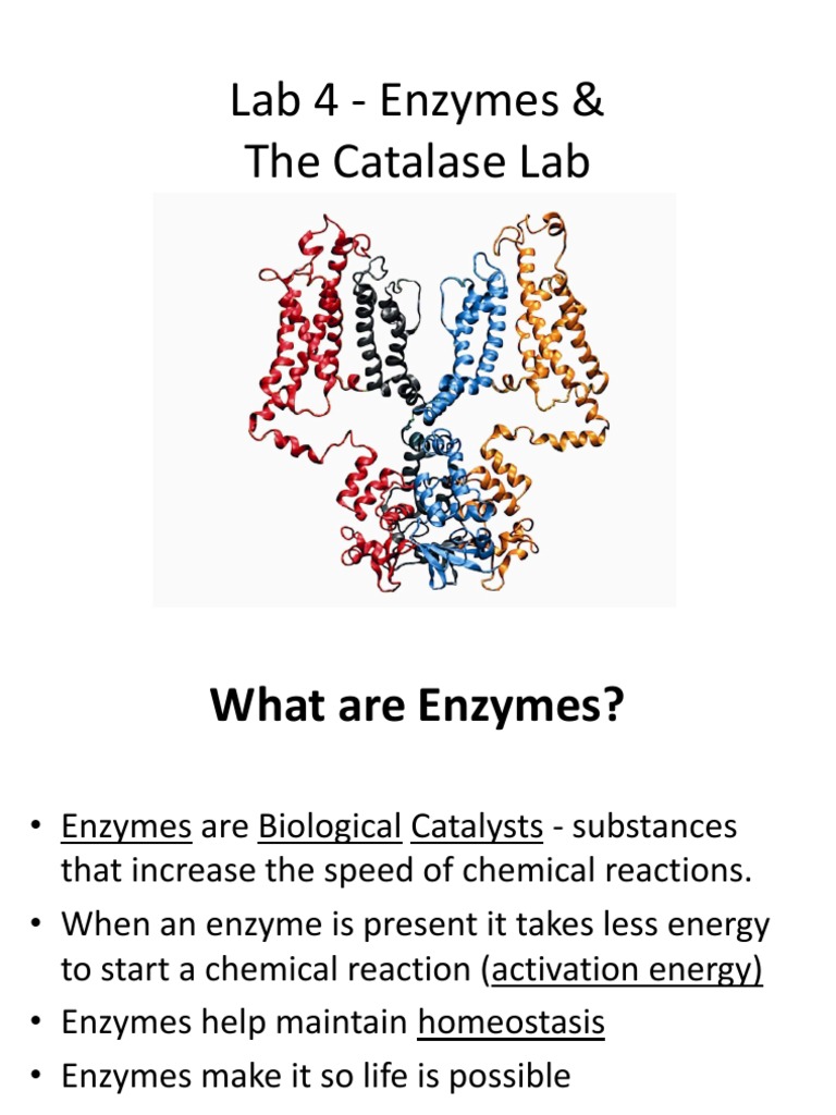 Lab 4 Enzymes and the Catalase Lab Enzyme Peroxide