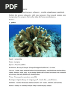 Download ACROPORA SUBMASSIVE by Sukron Alfi ER SN229226961 doc pdf