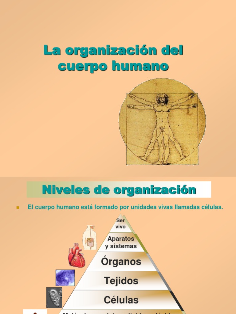 Niveles de Organización del Cuerpo Humano | PDF | Citoplasma | Epitelio