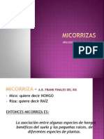 MICORRIZAs suelos