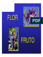 Botanica Flor Fruto