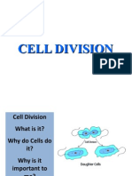 Cell Division