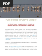 The Birds of Pulicat Lake Vs Dugarajapatnam Port