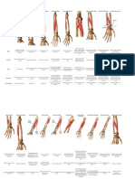 OIA Upper Arms