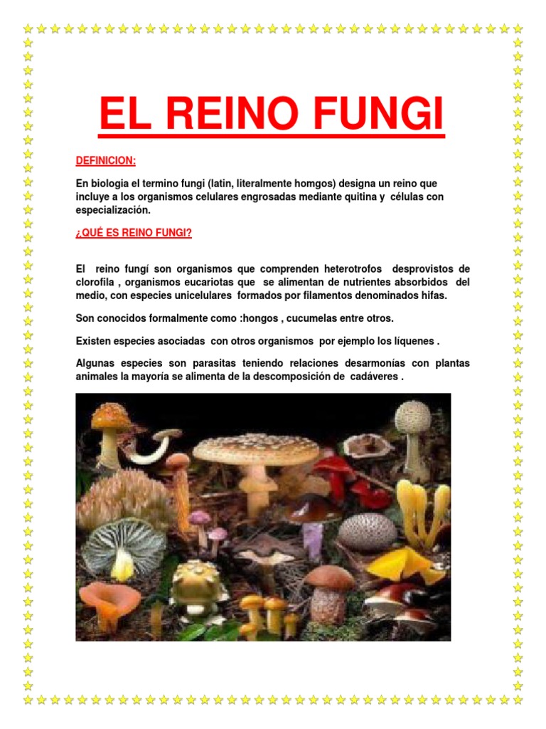 El Reino Fungi | PDF | Hongo | Levadura