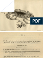 Stutchbury (1837)-Description of a New Species of the Genus Chamaeleo