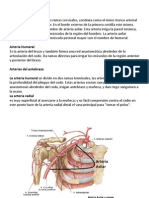 Arterias y Venas