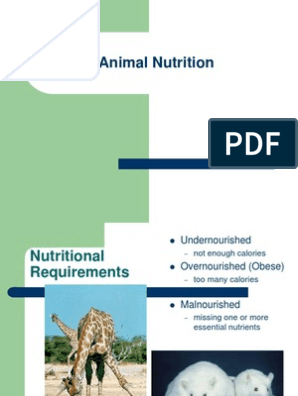 Animal Nutrition | PDF | Animal Nutrition | Digestion