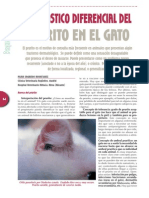 Dermatologia - Prurito en Gato